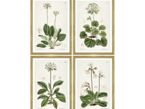 Set of 4 Framed Studies in Bloom Prints